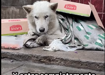 M1912007_FINAL FELIZ GHOST �! Amigo Ghost, supe de ti una madrugada con mucho frío y lluvia. Habías caído rendido en la vered_p