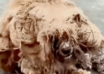 M0112006_He hadn felt human touch in years… trapped inside painful, matt…_part2