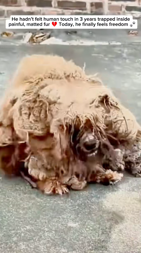 M0112006_He hadn felt human touch in years… trapped inside painful, matt…_part2