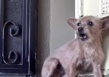 M0412007_#dogrescue #rescue #rescuedog #rescueanimals #rescuelove_part2