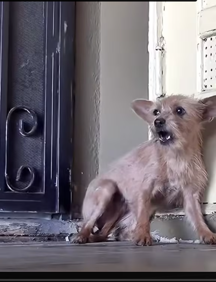 M0412007_#dogrescue #rescue #rescuedog #rescueanimals #rescuelove_part2