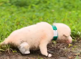 M0412009_mother love knows no limits When Manali Strays team found thi…_part2