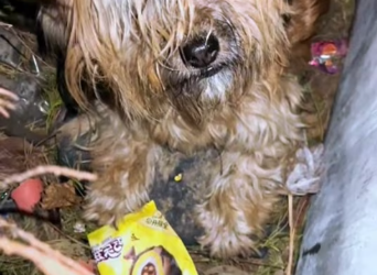 M0412010_Rescuing stray dog her little of puppies #puppies #straydogs #l…_part2