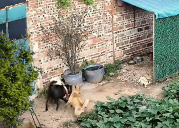 M0412012_#animals #dogsoftiktok #dog #typ #omg #fypviralシ_part2