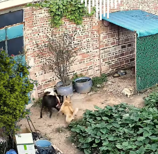 M0412012_#animals #dogsoftiktok #dog #typ #omg #fypviralシ_part2