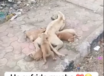 M0412015_Ha sufrido mucho tenían hambre tristeza fueron maltratados la abusaron estaba en los huesos_part2