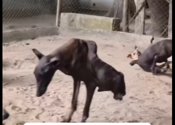 M0412016_El perrito sin patitas no ha recibido apoyo le duele su columna ya no puede caminar solo conoce el hambre dolor_part2