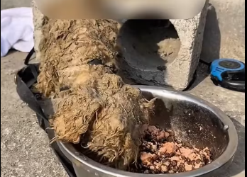 M1912008_Found a abandoned dog� #dog #rescue James Kirk_part2