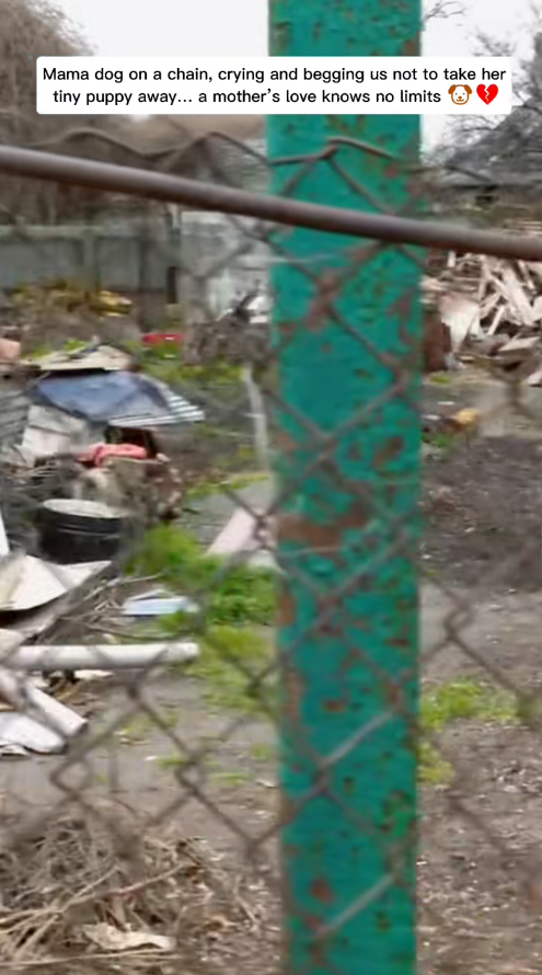 M0112007_Mama dog on chain, crying begging us not to take her tiny puppy…_part2