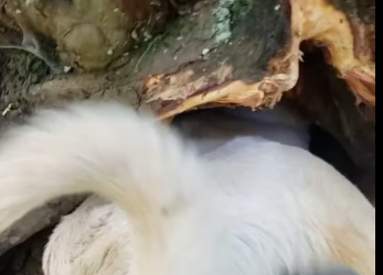 M0412017_Popi panther encuentran ardilla #viralpost2025 #fblifestyle Crianza de gallos finos_part2