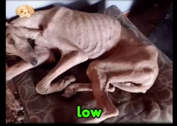 M0412018_Kinder Story. #Fyp #trending #viral #foryoupage #saveanimals #dog…_part2