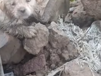 M0412019_poor stray puppies finally found home. #straydog #cute #puppy_part2