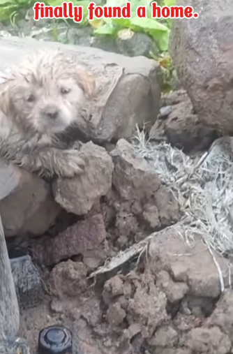 M0412019_poor stray puppies finally found home. #straydog #cute #puppy_part2