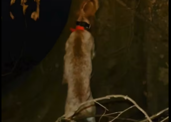 M0412020_Hound Addict Outdoors on Reels_part2