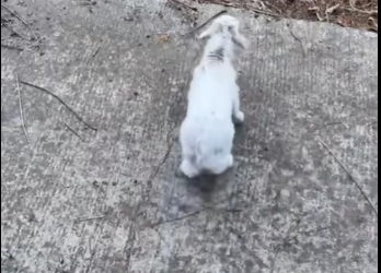 M0412021_Rescue trapped baby goat ending#rescue #rescueanimals #an…_part2