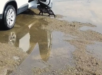 M0612004_saw cat being bullied by three dogs distance. kitten w…_part2