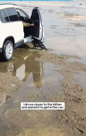 M0612004_saw cat being bullied by three dogs distance. kitten w…_part2