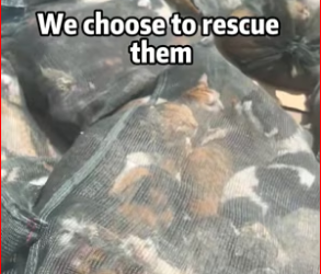 MAI1512017_Follow us to help these poor cats.The homepage allows tipping to_part2