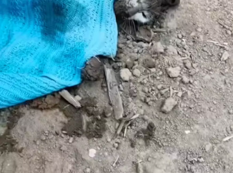 M0612005_faint struggling sound came #animal #cat_part2