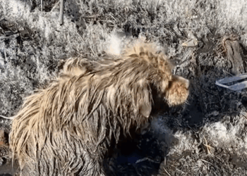 M0112012_#foryou #fyp #animalprotection #rescue #straydog #straydogprotection #dog #straydogrescue_part2