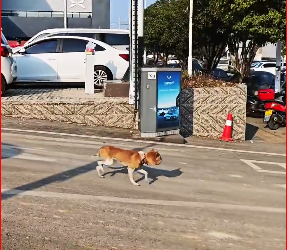 MV1712014_Rescue dog has been abused then #rescue #animals #fyp #dog…_part2