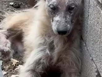 M0612006_A lame Samoyed abused by its owner, barely alive and unrecognizable, was rescued and given a new lease on life_part 2