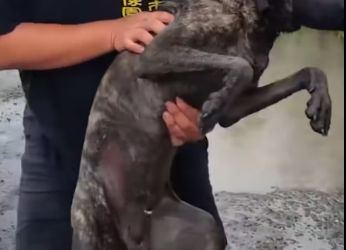 M0612007_#animalrescuer #loveanimal #protectin #fyp #foryou_part2