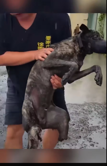 M0612007_#animalrescuer #loveanimal #protectin #fyp #foryou_part2