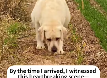 M2212001_Rescuing pregnant dog mom#dogsoftiktok #rescuedog #doglovers #rescu…_part2