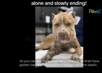 M2212002_He was used bait dog, abandoned to fence in someone backyard, a…_part2