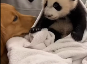 M0612009_Friendship Story Between an Abandoned Baby Panda Dog #panda…_part2