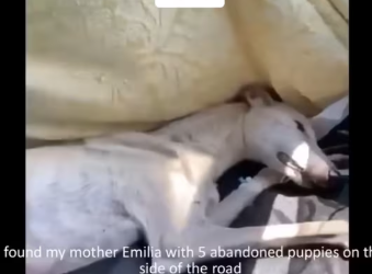 M2212003_Mother puppies was abandoned on road on side of_part2