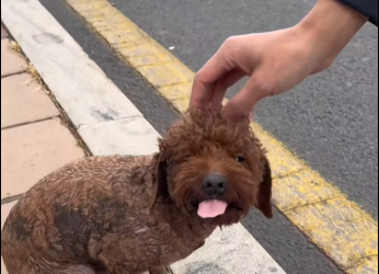 M0612010_Poor dog #dog #trending #fyp #xuhuong #pet_part2