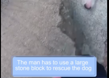 M2212004_Woof woof woof faint sounds tears your heart apart_part2