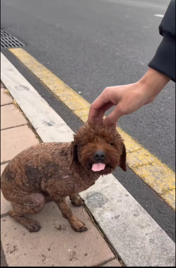 M0612010_Poor dog #dog #trending #fyp #xuhuong #pet_part2