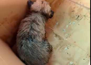 M0612011_On rainy day, saw puppy on road then #rescue #animal #f…_part2