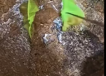 M2212005_#cat #catsoftiktok #poorcat #rescuecat_part2