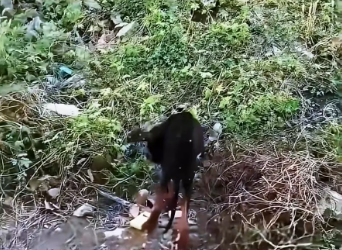 M0612012_dog was abandoned waited its owner in garbage heap. H…_part2