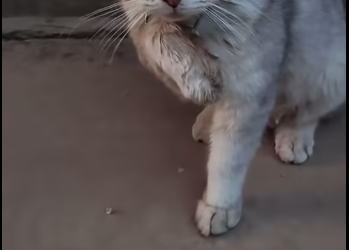 M2212006_#cat #catsoftiktok #poorcat_part2