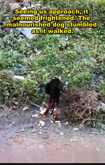 M0612012_dog was abandoned waited its owner in garbage heap. H…_part2