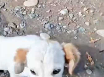 M0612013_We, Tosha, have already come a long way and will go further #tosha #doginva…_part2