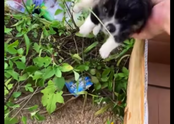 M2212007_Rescue a baby dog �������❤️❤️❤️❤️❤️❤️❤️#rescue #rescuedog #rescueanimals #dog #puppy #dogsoftiktok #animals #ani