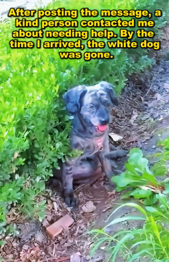 M0612014_stray dog was beaten driven away bricks. #straydog #stra…_part2