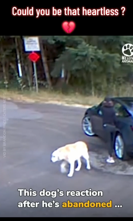 M0112014_Woman tricks out his senior dog to abandon him #dog #dogsoftiktok_part2
