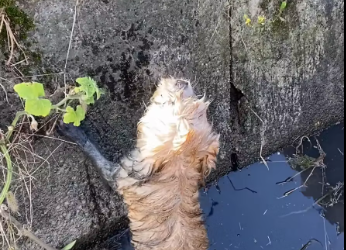 M0612015_#helpanimals #dogsoftiktok #dogs #dog #help_part2\