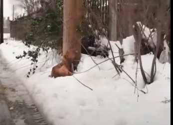 M2212009_Puppy abandoned! #dog #doglover #heartbreak #emotionalmoments_part2