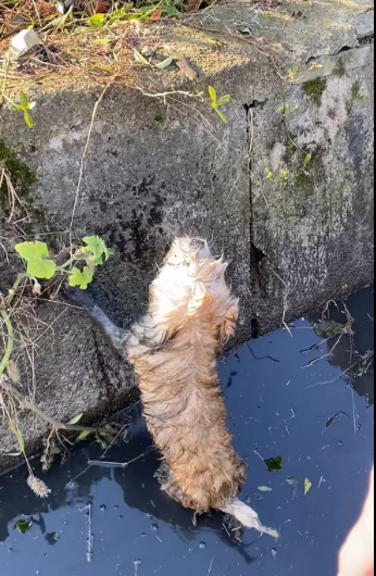 M0612015_#helpanimals #dogsoftiktok #dogs #dog #help_part2\