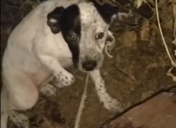 M0712001_Me encontre esta perrita en el parque, la vinieron tirar aquí. Como…_part2