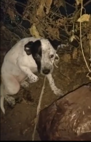 M0712001_Me encontre esta perrita en el parque, la vinieron tirar aquí. Como…_part2