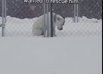 M2212011_Found alone in cold, abandoned scared brave soul had…_part2